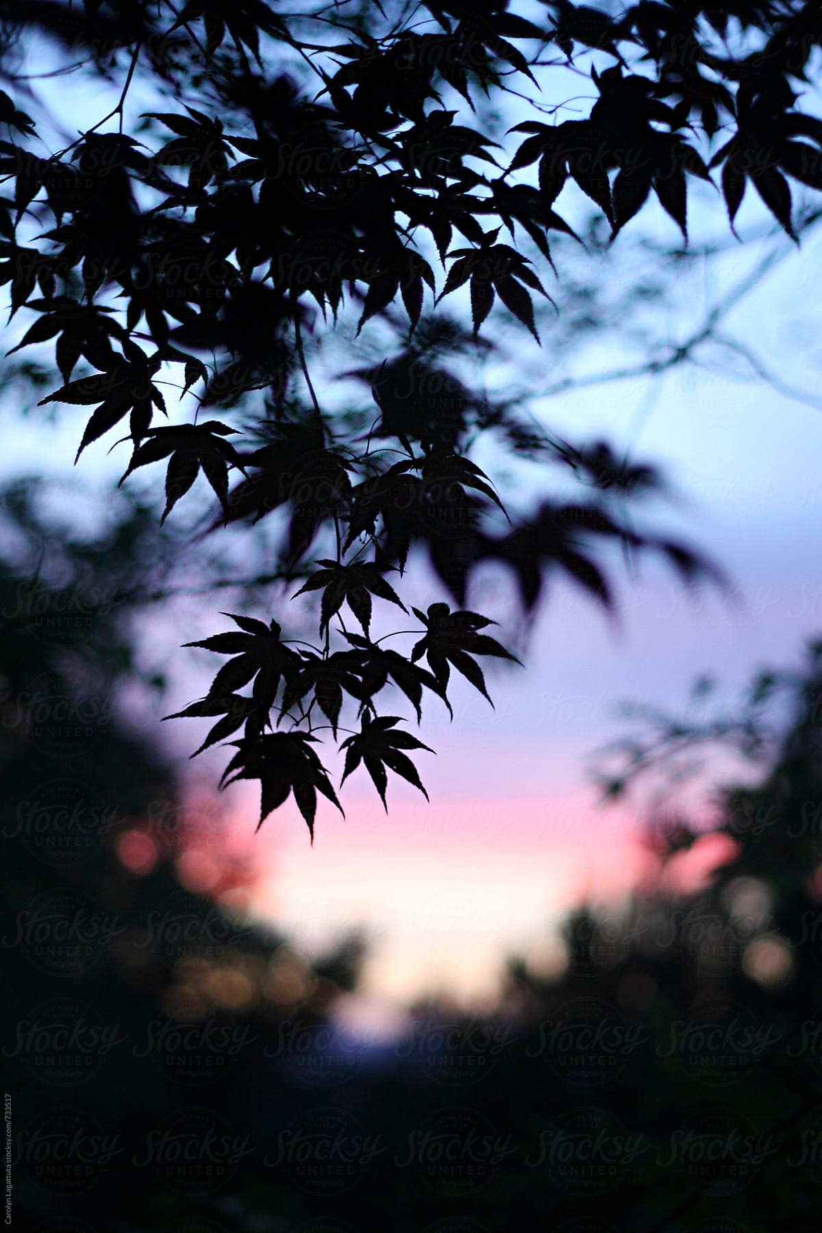 Silhouette of a Japanese Maple against a pink and purple sunset