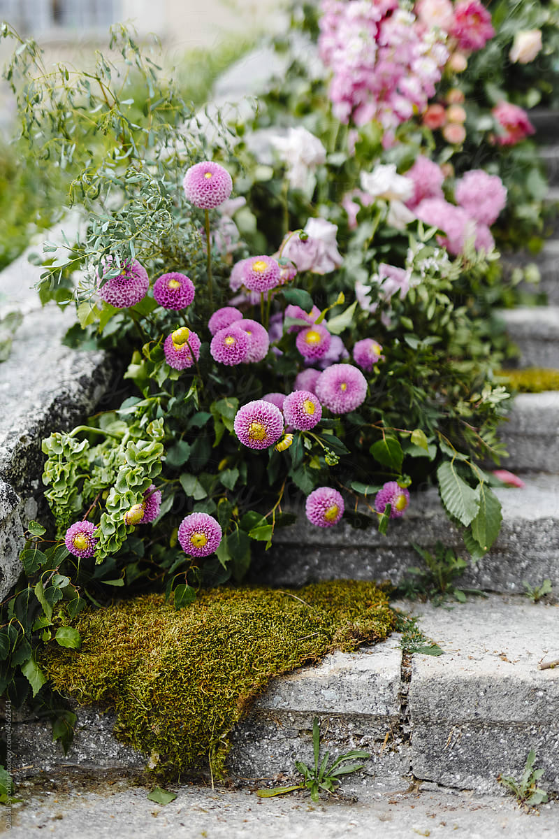 Dahlias with moss on staircase