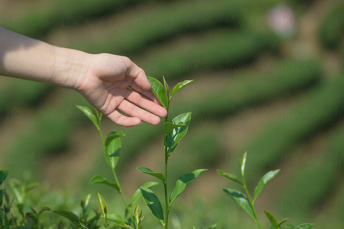 Picking tea leaves by hand in organic green tea farm