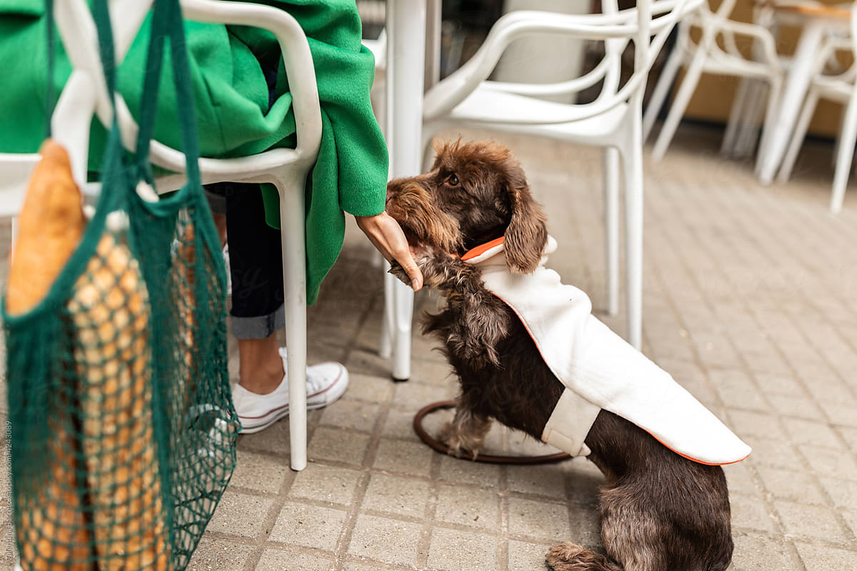 Cute dog giving  paw to woman at outdoor bar