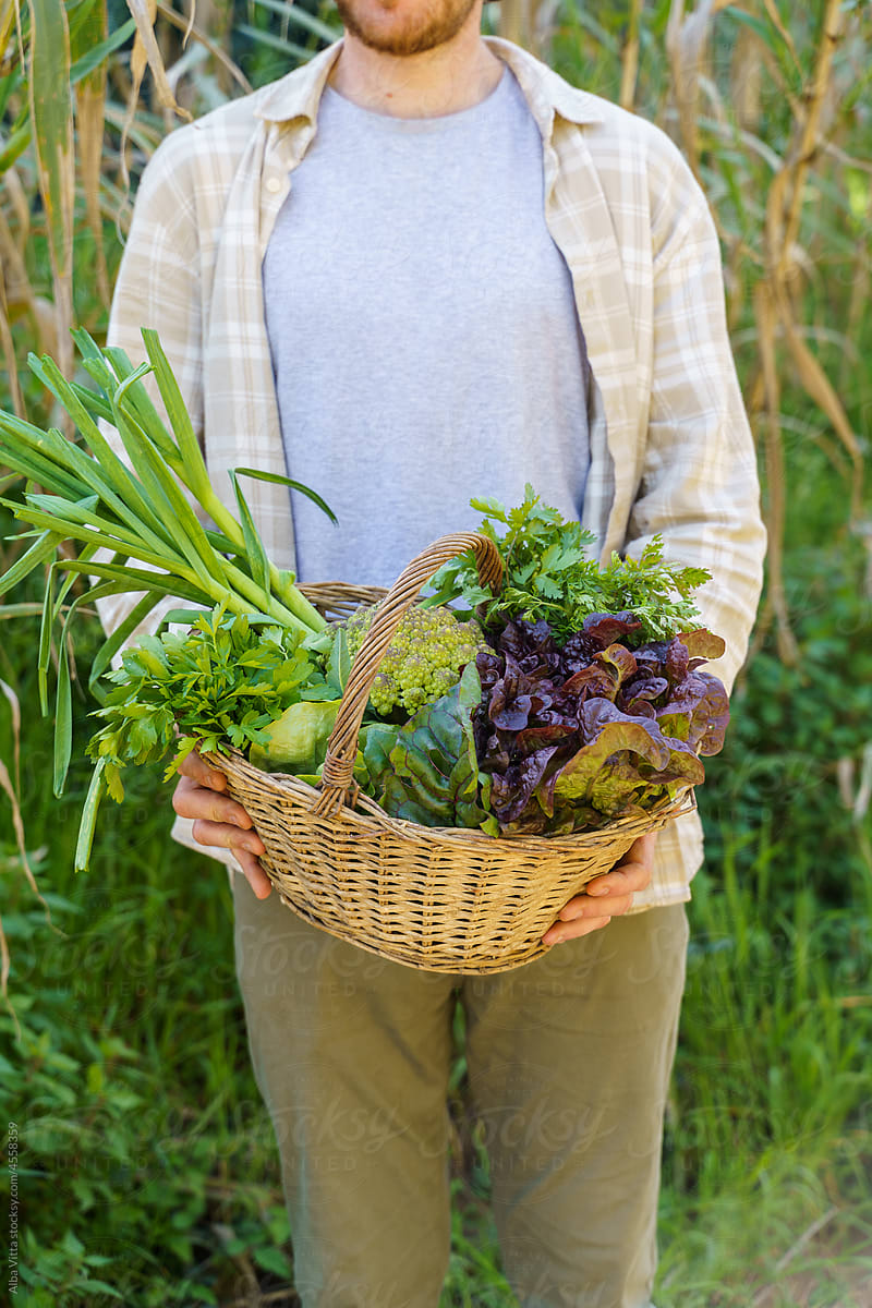Close-up of Man holding veggies basket from the garden