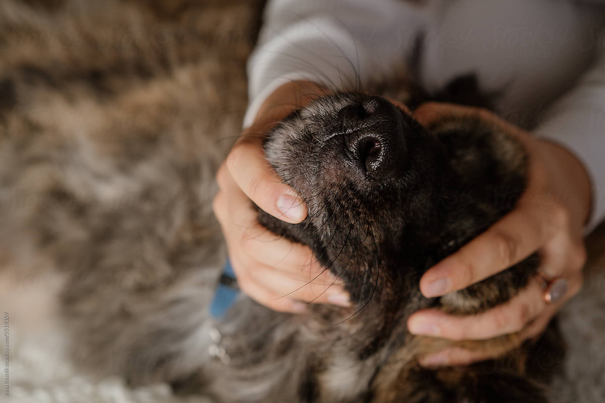 Close-Up of Woman\'s Hands Holding Dog\'s Face with Love.