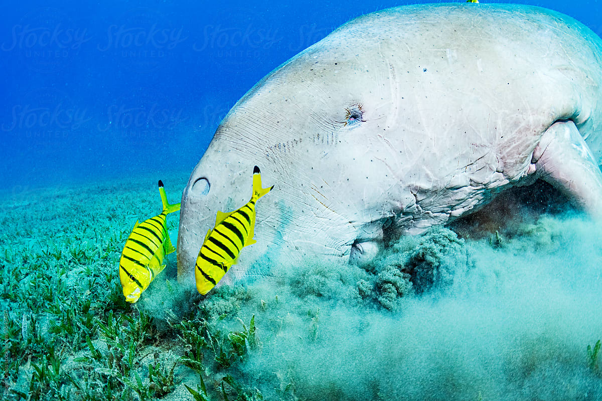 Dugong Eating Seagrass