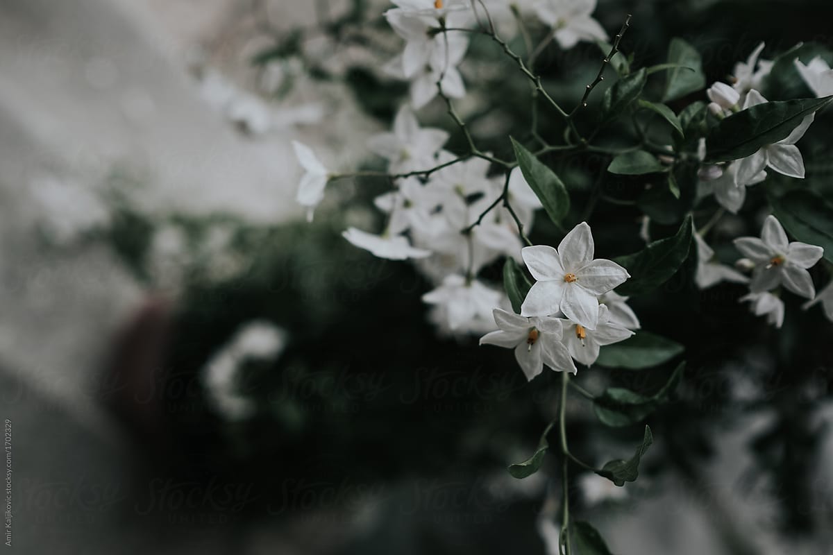 Bunch of white scented jasmine flowers