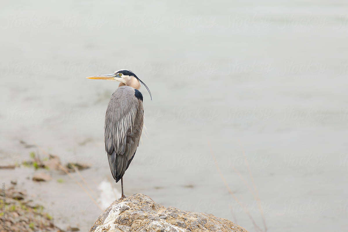 Great blue heron standing on one leg on a rock