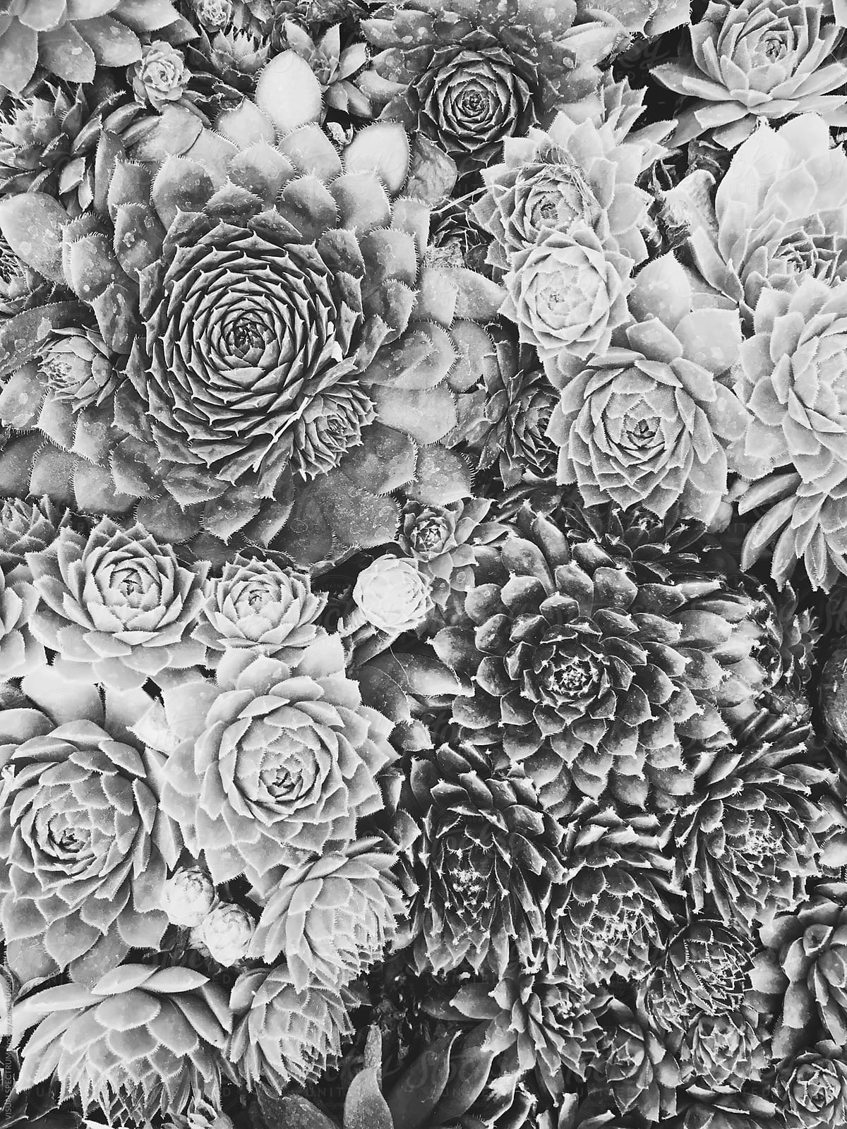 Succulent Plant Overhead Black and White Background
