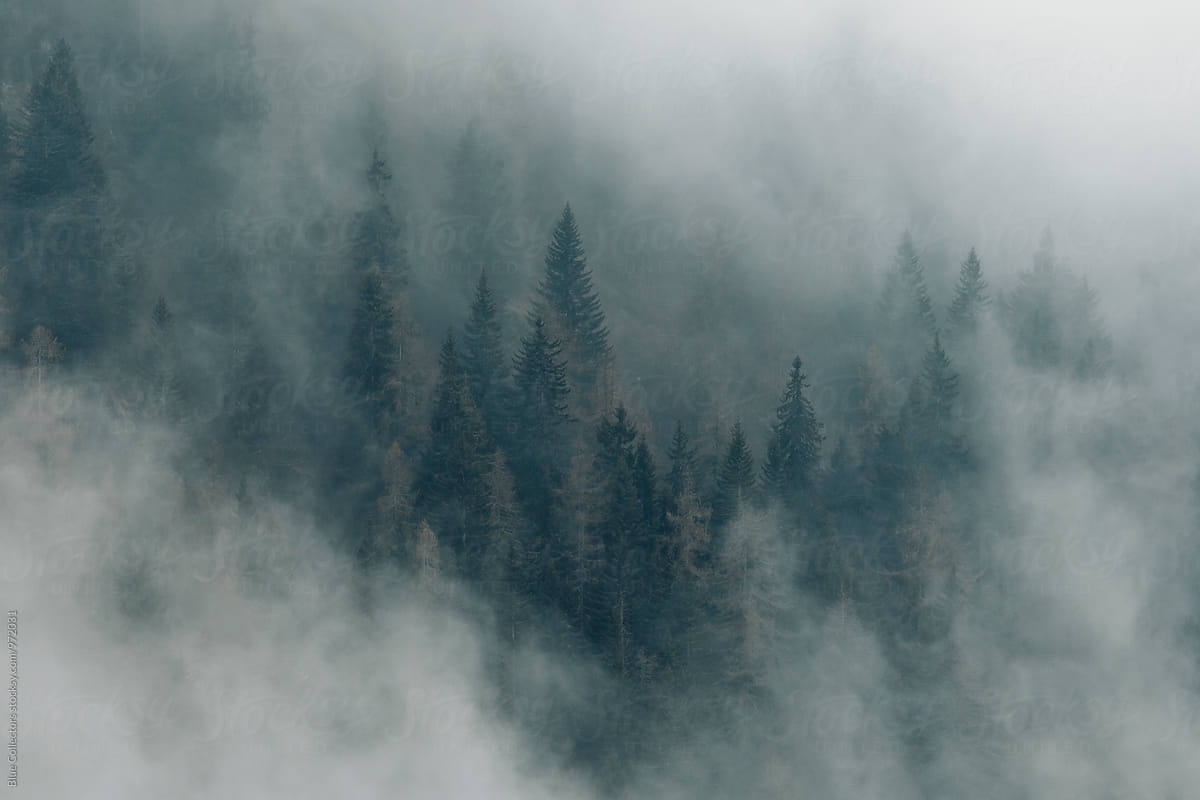 Mountain forest in the morning Mist
