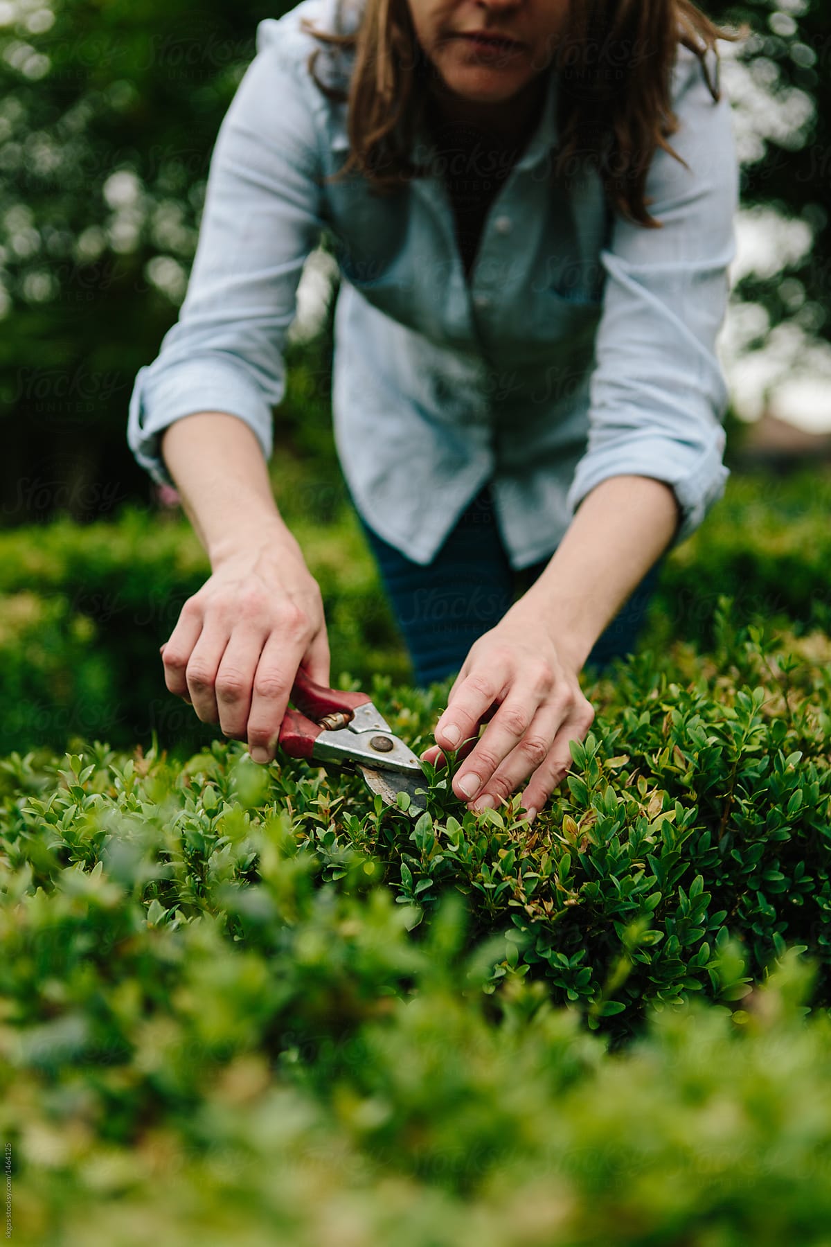 Woman pruning box hedge in a formal garden