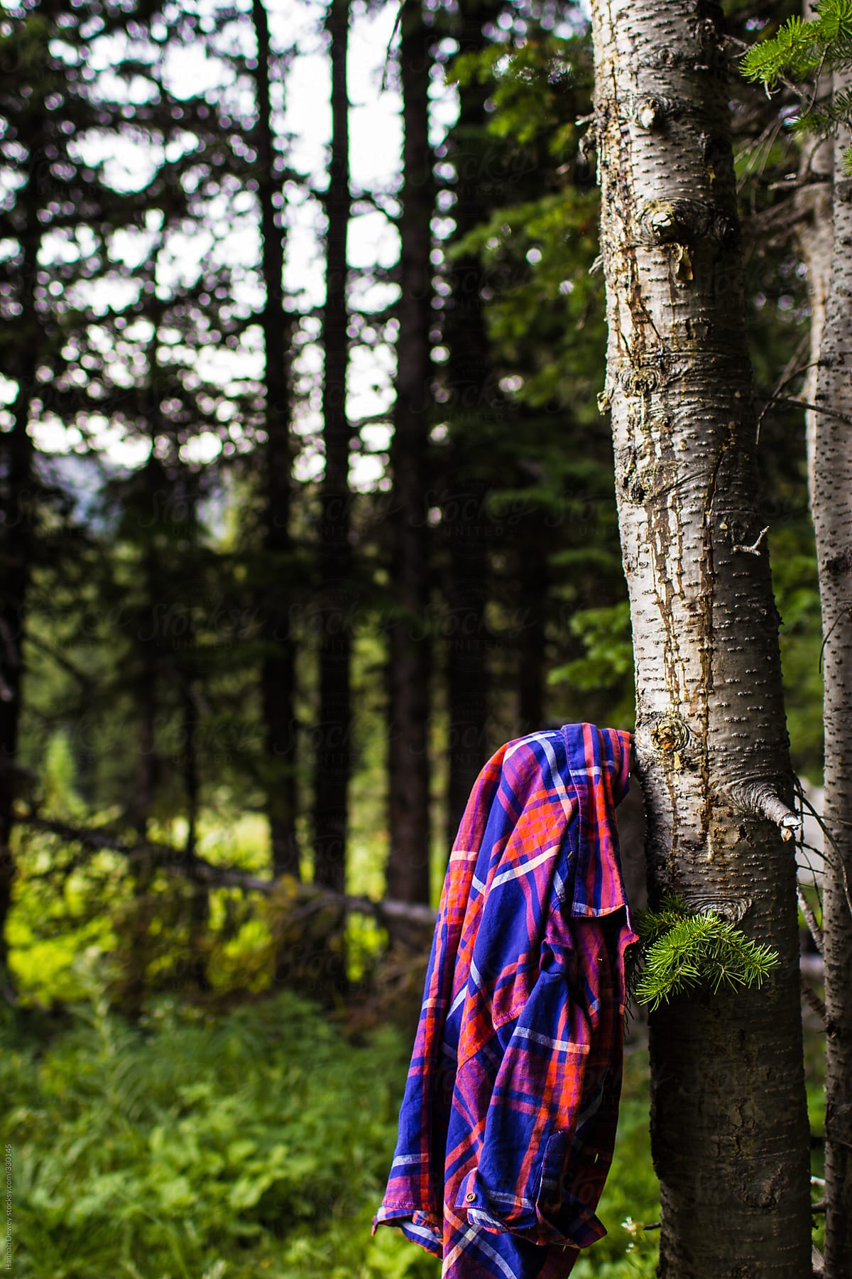 A flannel shirt hangs on a tree at camp to dry