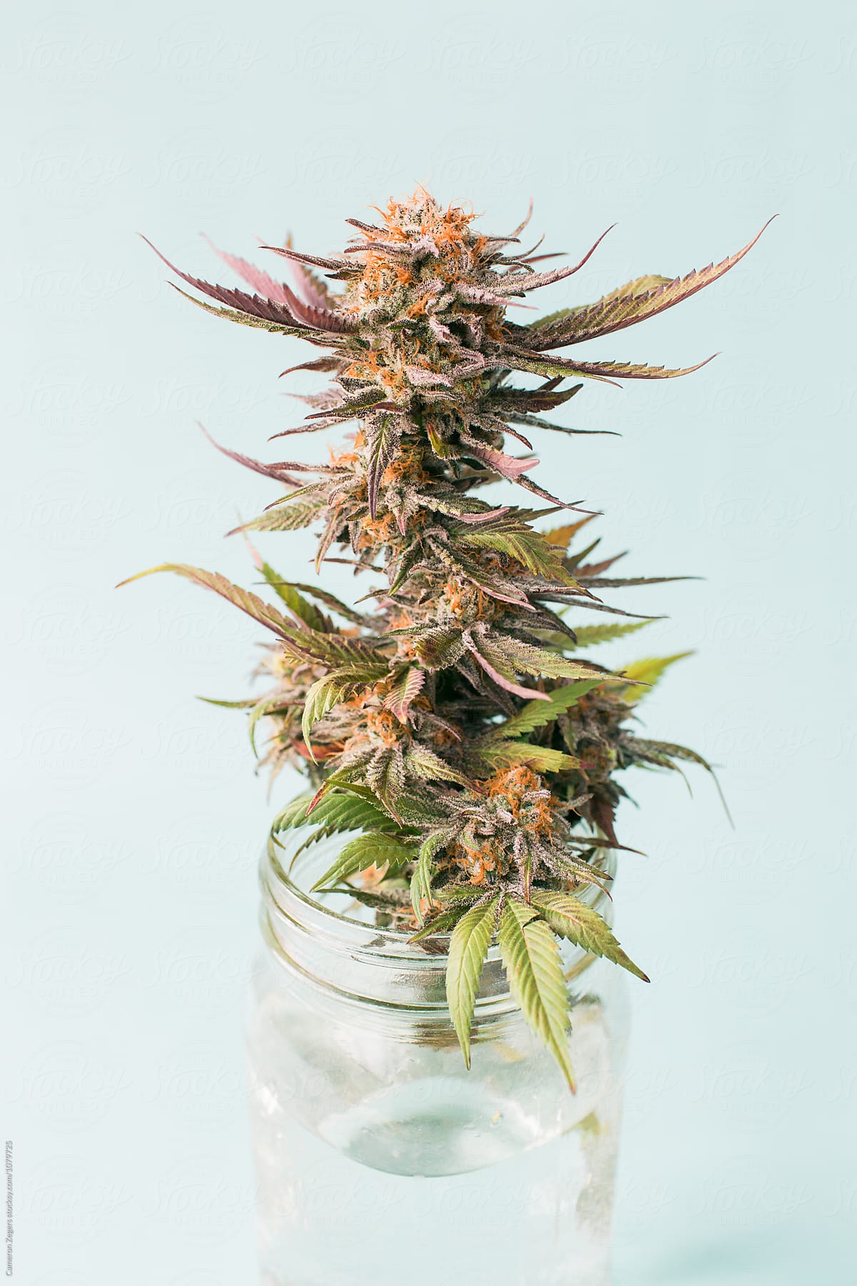 marijuana plant cutting in mason jar on blue background
