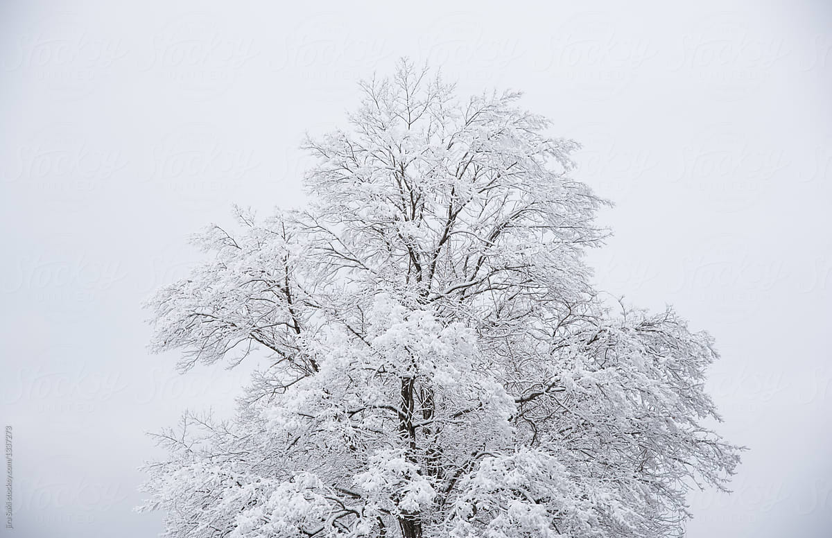 tree covered in snow, Japan