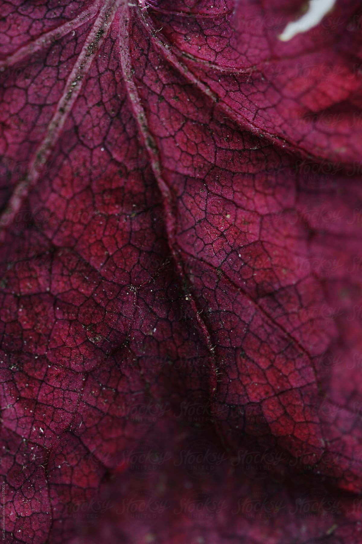 Close-up of a dried purple Heuchera leaf