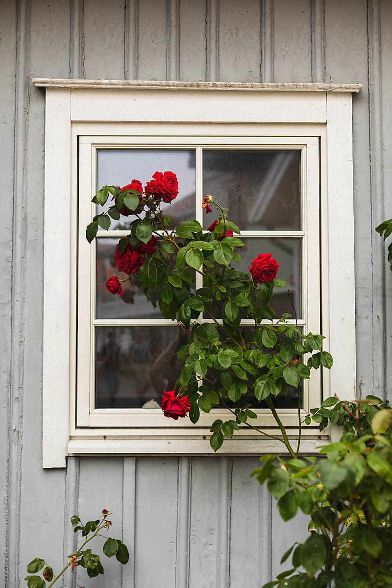 A window of a wood house with roses in front