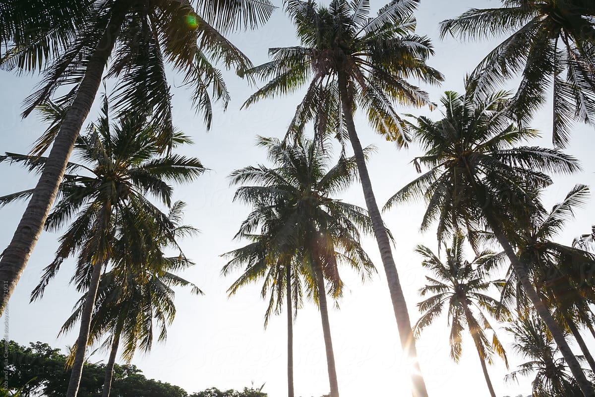 Palm trees and sunshine in tropical Indonesia