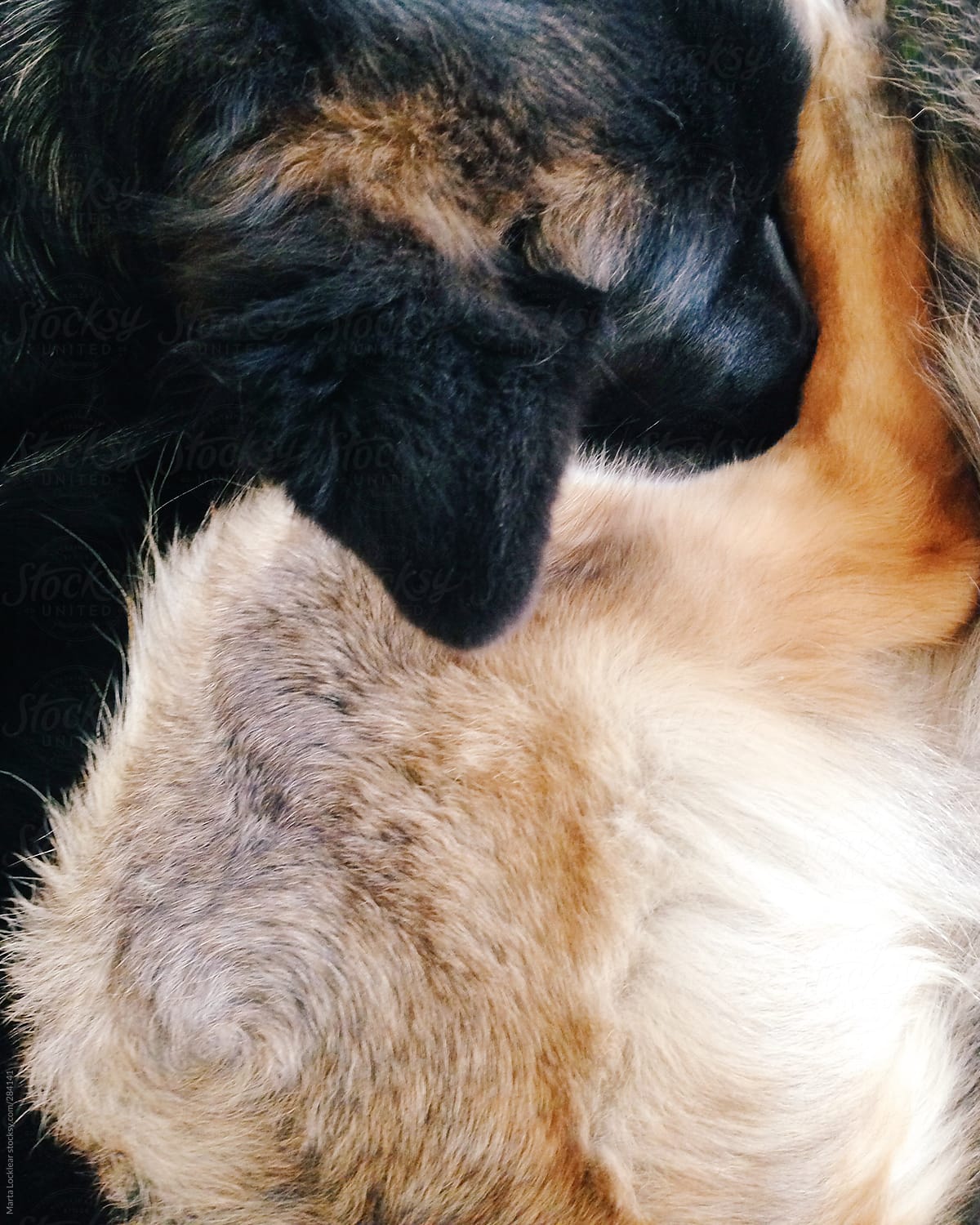 Close up of a German Shepheard dog curled up sleeping