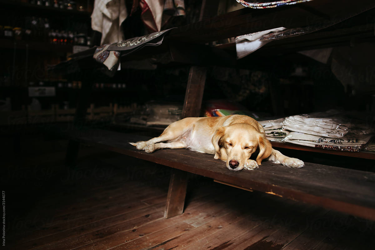 A sleeping dog in an empty village store.