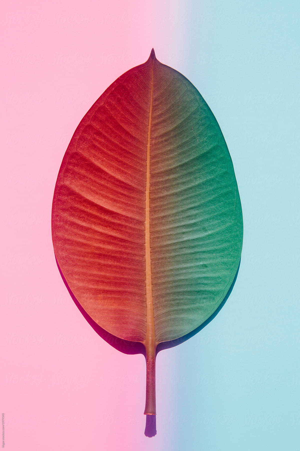 Leaf with blue and pink lighting