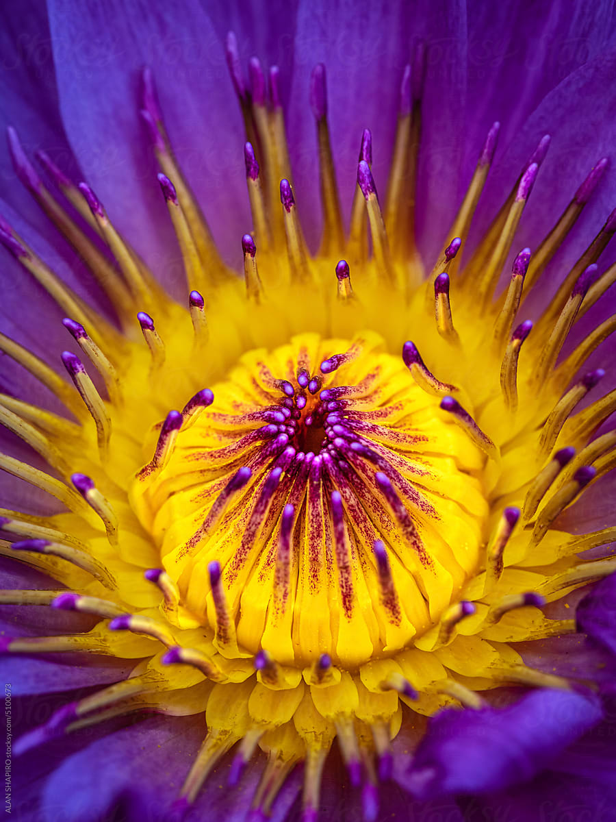 purple and yellow water lily