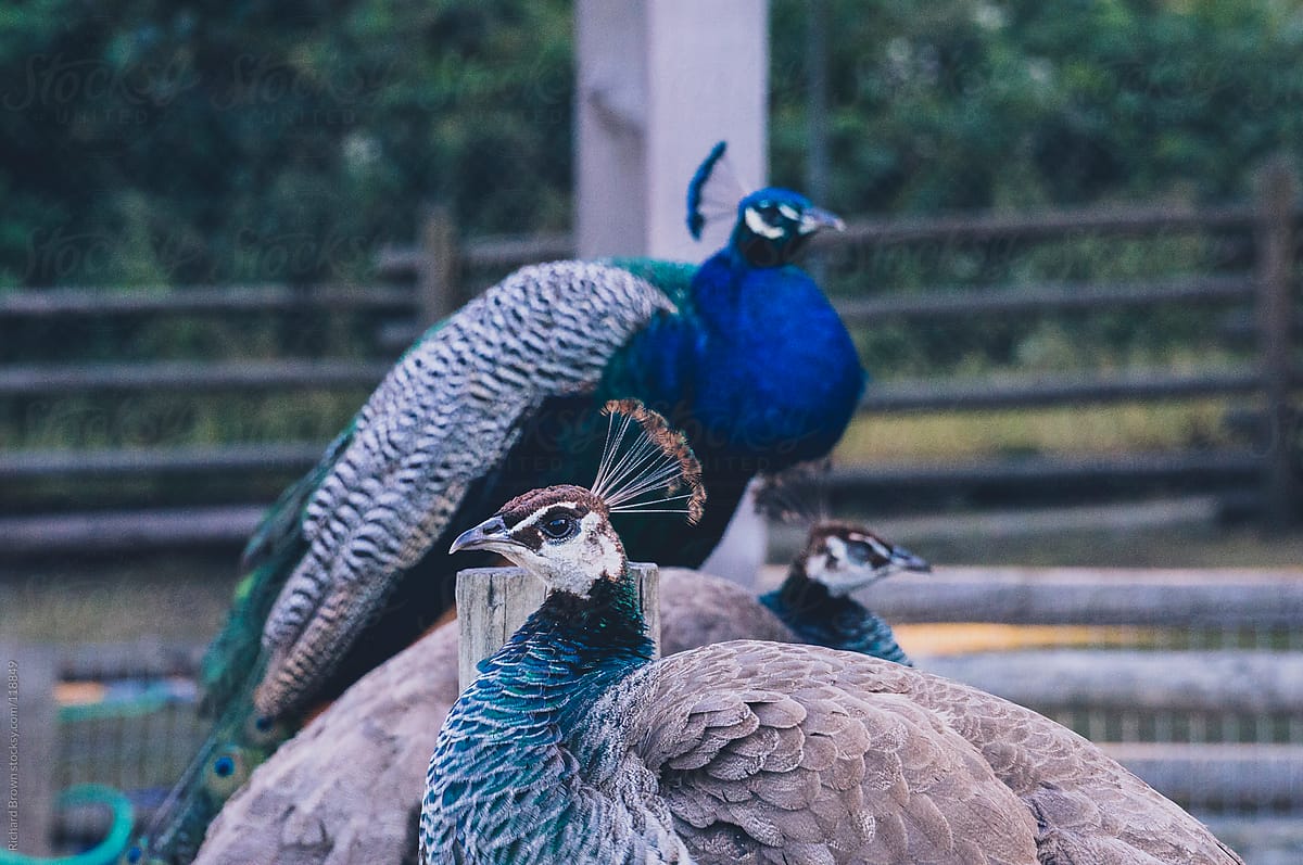 Two peahens and a peacock sitting on a fence