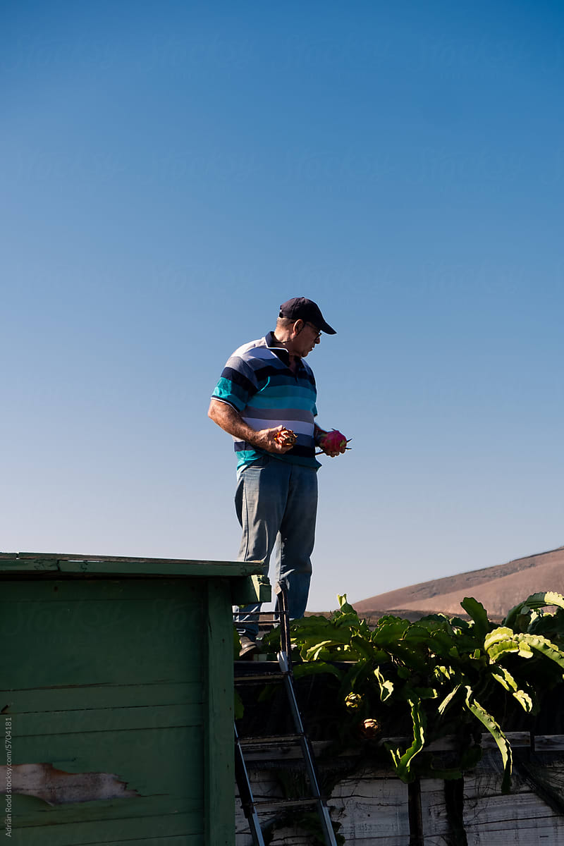 A farmer checks the condition of the fruit he harvests