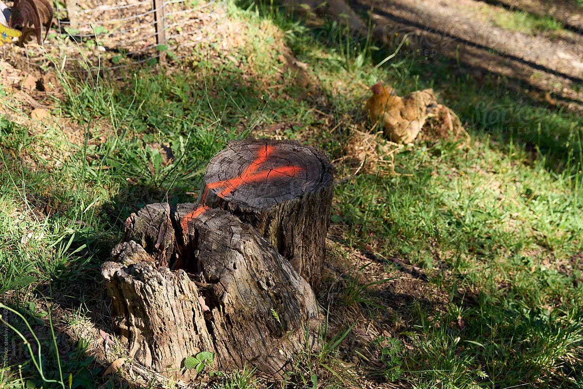 Tree stumps with bright paint to mark for removal
