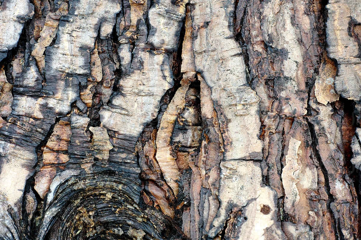 Pine tree bark macro