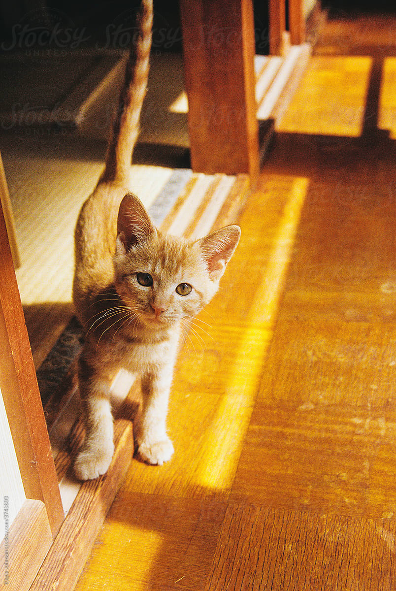 A curious kitten