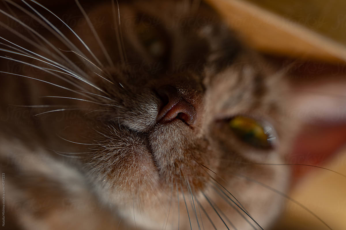 Cat\'s nose close-up.
