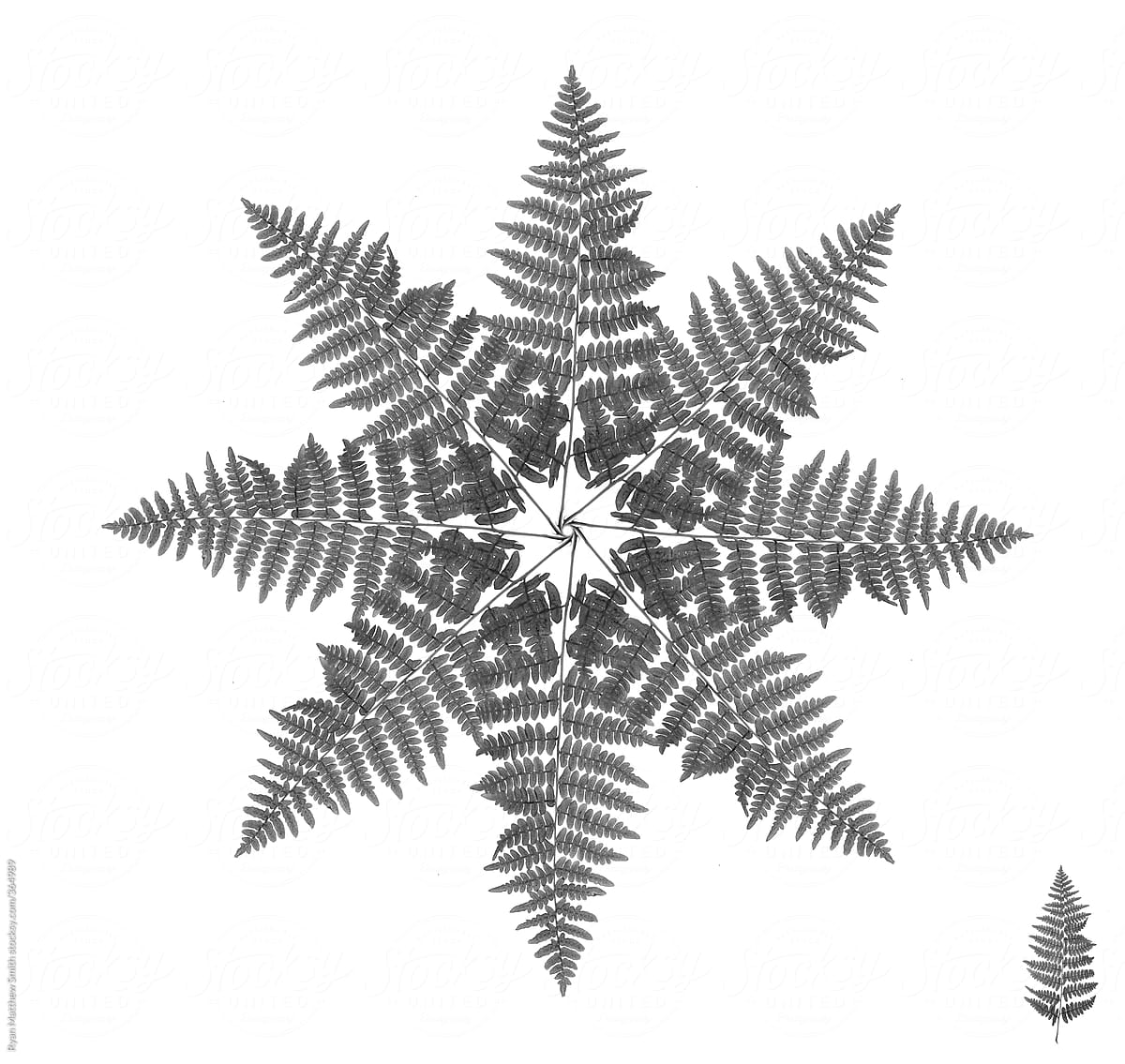 Fern Snowflake Radial