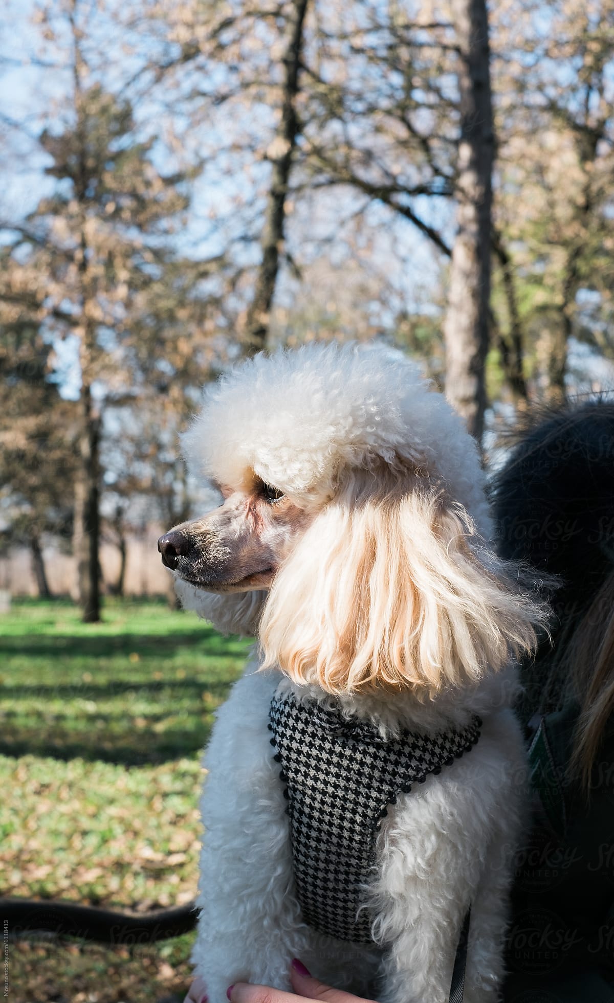 White Poodle in the Park