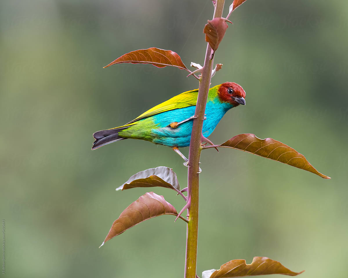 Bay-headed Tanager perched