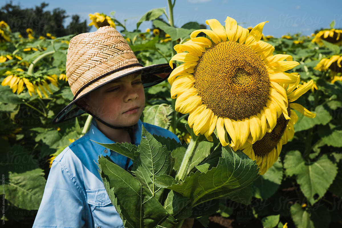 Little boy looking at a large sunflower.