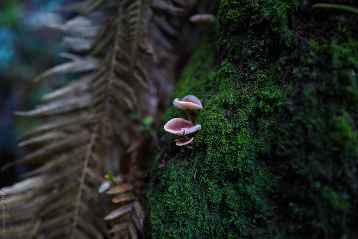 Mushrooms / fungi on mossy tree