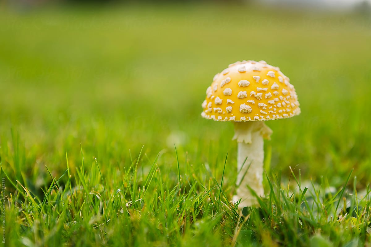 Mushroom on Lawn