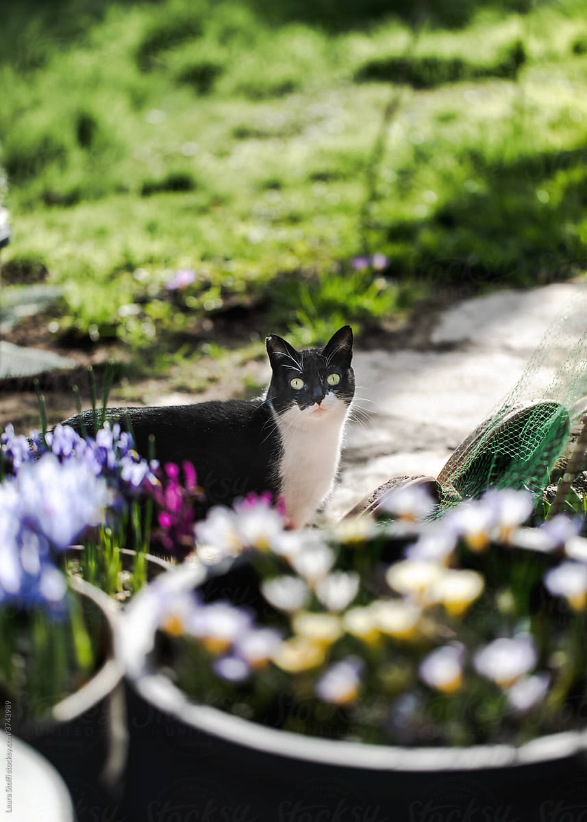 Cat standing in garden close to flower pots