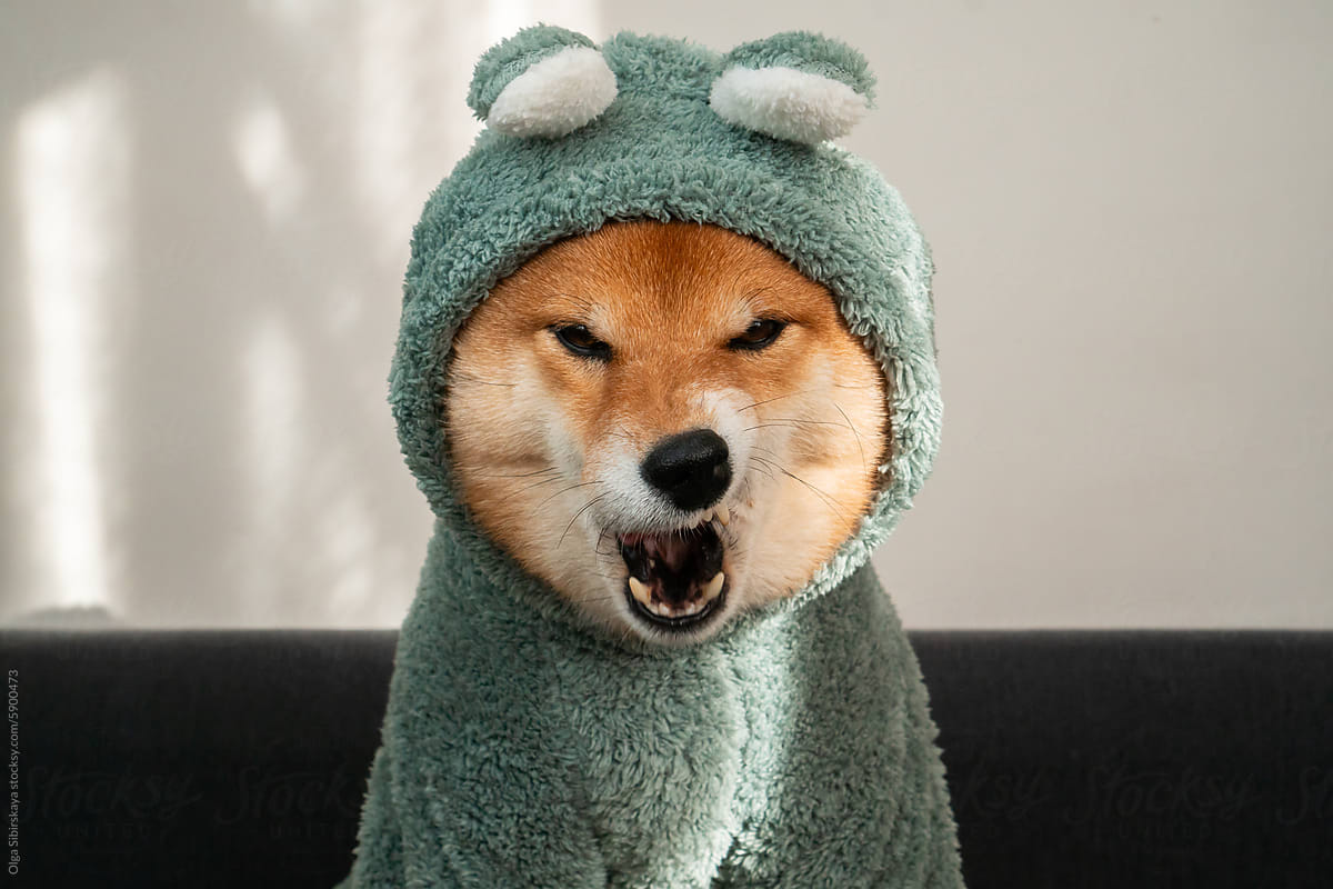 Angry grin Dog in costume