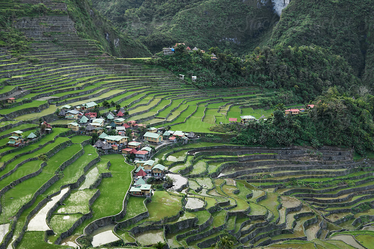 Rice fields on the mountains