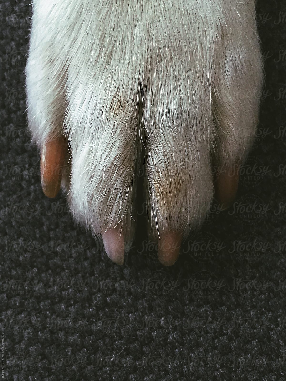 Overhead of a dog\'s white paw.