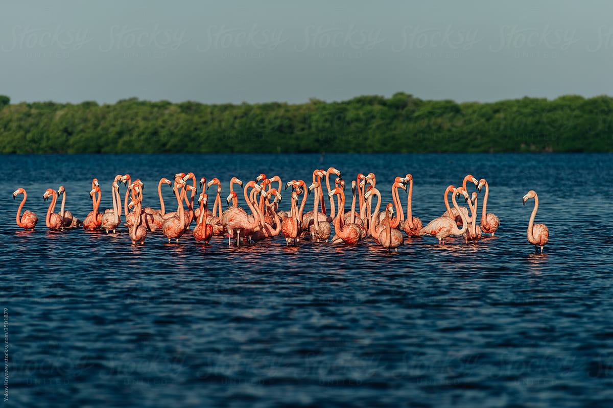 Pink Flamingos In Lagoon