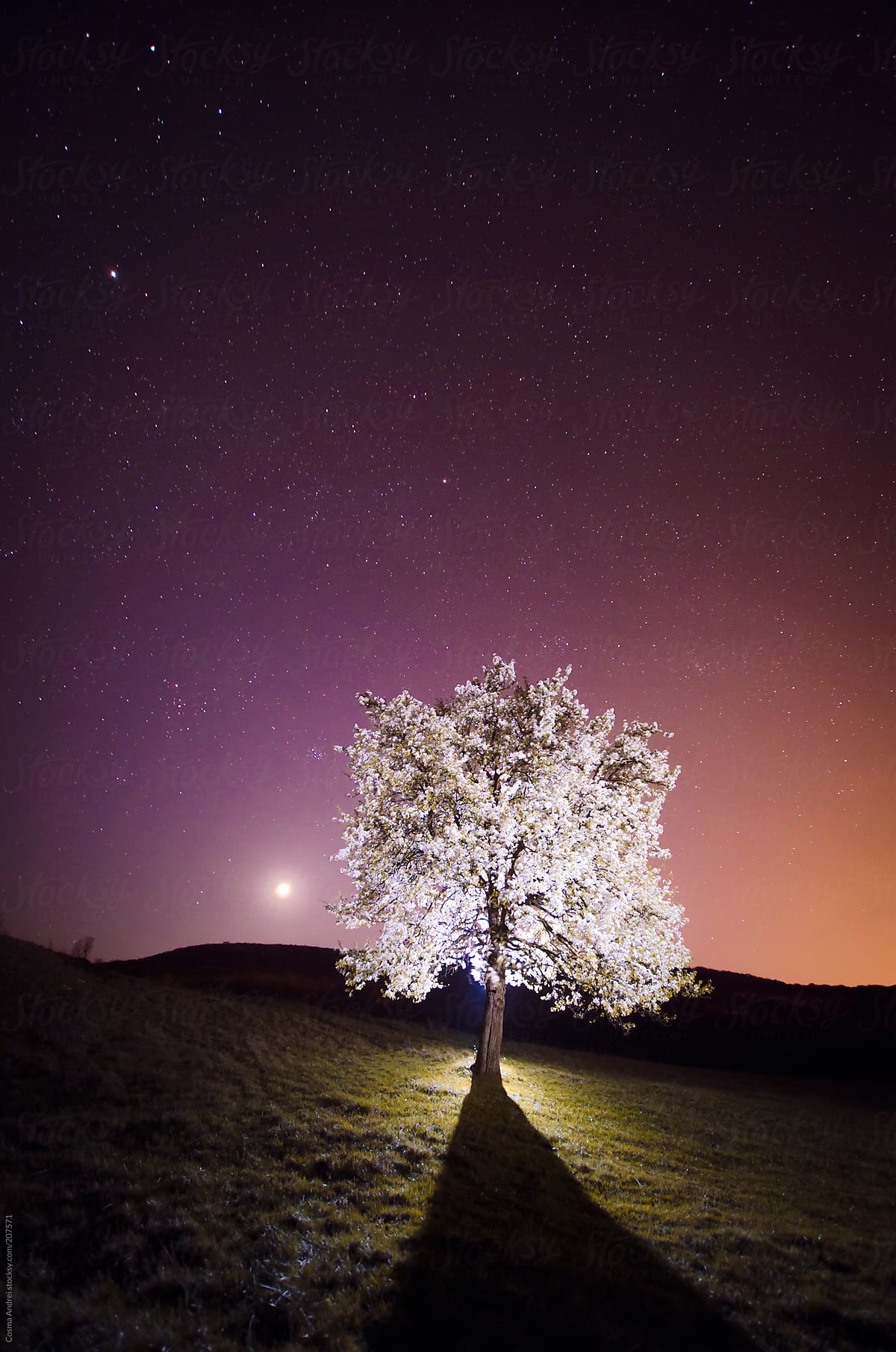 Tree in bloom at night with colorful sky and moon