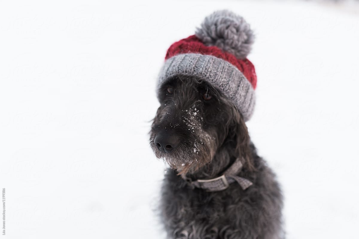 dog wearing a wooly hat by Léa Jones 