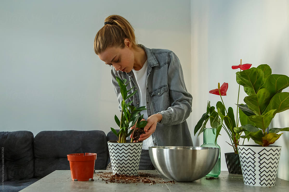 Young woman transplanting plant at home