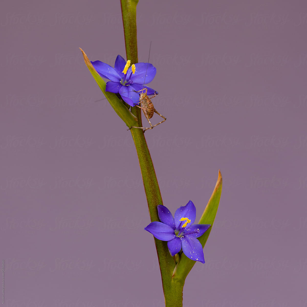 Brown grasshopper climbing up to blue flower
