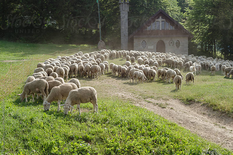 Flock of sheeps near a church