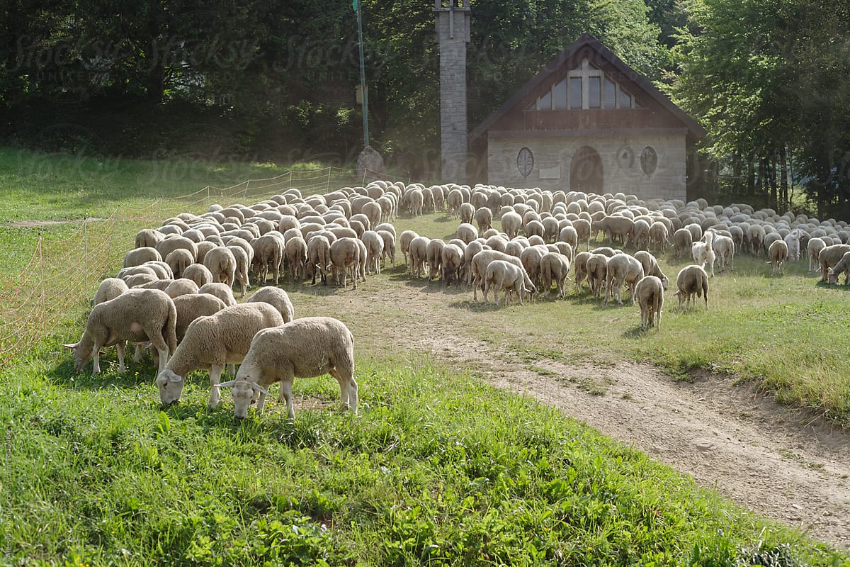 Flock of sheeps near a church
