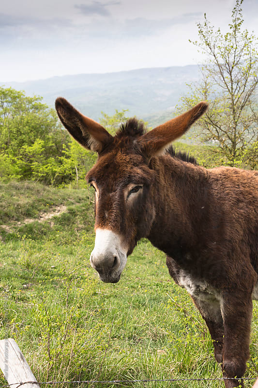 A donkey in the countryside