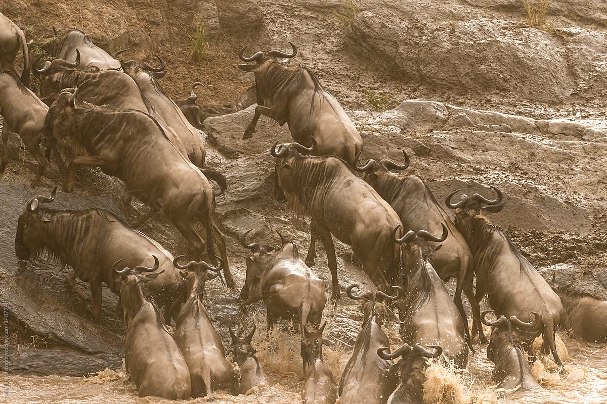 Wildebeest crossing the Mara River in the Great Migration
