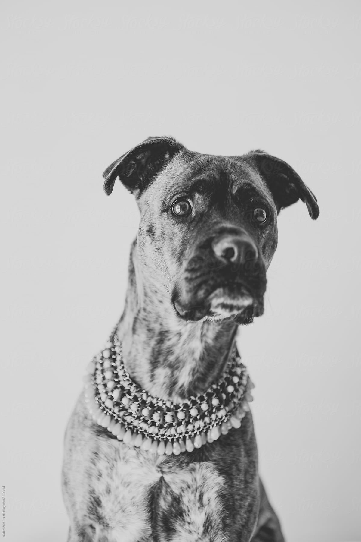 dog with a fashion pendant.