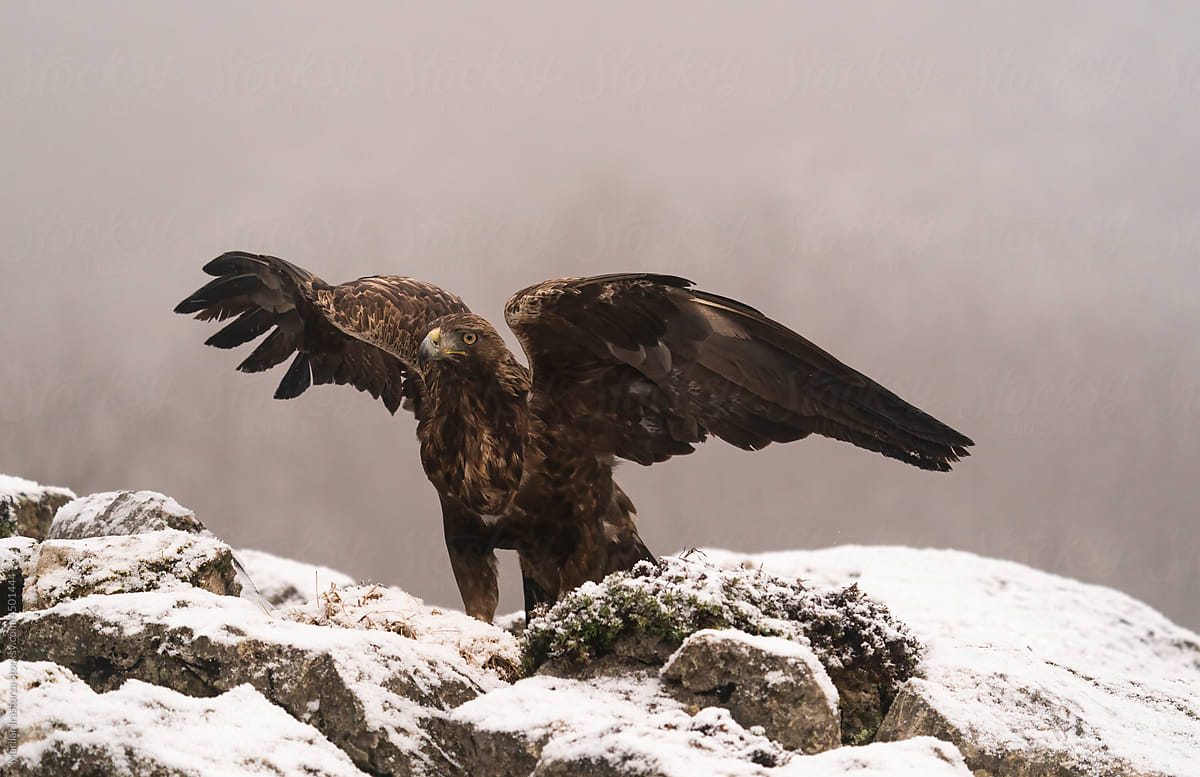 Powerful Golden Eagle With Outstretched Wings