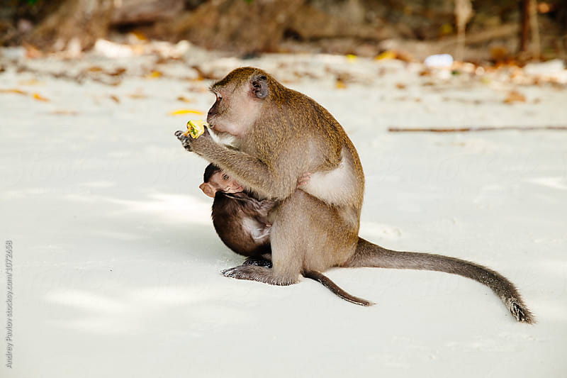 Monkey mother with baby hanging on her holding food